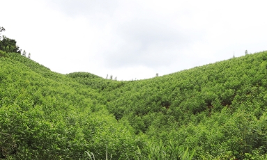  Phê duyệt, công bố kết quả điều tra rừng tỉnh Bắc Ninh